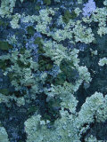Greenstone Rock Covered with Lichens on Thunder Ridge