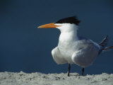Royal Tern Stands in the Sand