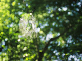 Orb Weaver Spiders Web in Sunlight