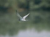 Endangered Least Tern, Sterna Antillarum, in Flight