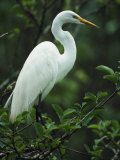 Great Egret Perches on a Tree Branch