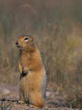 Arctic Ground Squirrel Stands on its Hind Legs in the Tundra