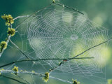 Spiderweb Spun Between Tree Branches Reflects the Sunlight