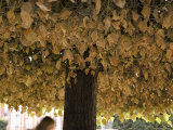 Buy Autumn Foliage Clings to a Tree at AllPosters.com