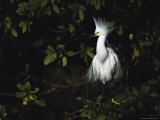 Snowy Egret Perches on a Tree Branch Displaying its Crest