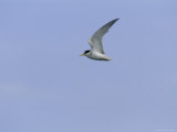 Endangered Least Tern, Sterna Antillarum, in Flight