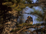The Midnight Sun Shines on a White-Crowned Sparrow