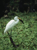 Great Egret Catches a Catfish