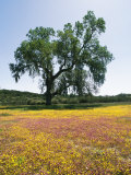 Lone Valley Oak Tree Stands in a Field of Owls Clover