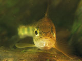 Three-Inch-Long Atlantic Salmon Parr Fish