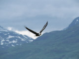 American Bald Eagle in Flight