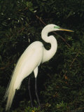 Great Egret Perches on a Tree Branch above a Freshwater Pond