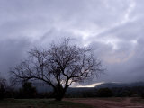 Silhouetted Tree Against Clouds That Obscure Bell Rock