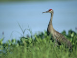 Sandhill Crane Stands Amid the Tall Grass of a Marsh