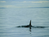 Dorsal Fin of an Orca Whale Cuts Through the Water