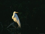 Great Egret Perches on a Tree Branch