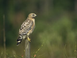 Red-Shouldered Hawk Perches on a Fence Post