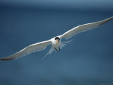 Royal Tern in Flight