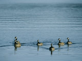 Canada Geese Float near Orcas Island