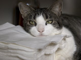Buy Cat Sleepily Rests its Chin on a Stack of Napkins at AllPosters.com