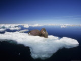 Two Bull Walruses Rest on a Drifting Piece of Pack Ice in Foxe Basin