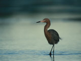 Reddish Egret Wades in a Saltwater Lagoon