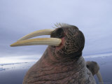 Close View of a Walrus Muzzle with Tusks