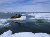 Trio of Atlantic Walruses Drift Around on a Piece of Pack Ice