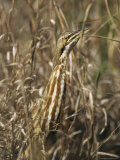 American Bittern Blends in with the Shoreline Grass