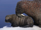 Walrus Cow Smells her Young Calf