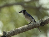 Blue Jay Perches on a Tree Branch