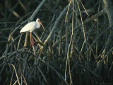 White Ibis Perches on a Mangrove Tree Root