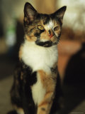 Buy Portrait of a Calico Cat at AllPosters.com