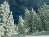 Snow-Covered Evergreen Trees under a Cloudy Sky