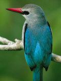 Senegal Kingfisher Perched on a Branch