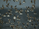 Flock of Western Sandpipers in Flight