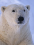 Buy Portrait of a Beautiful Polar Bear at AllPosters.com
