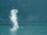 Spouting Humpback Whale in Pony Cove