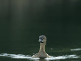 Pied-Billed Grebe Floats on a Freshwater Pond