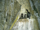 Pelagic Cormorant with Chicks Perch on a Cliffside Nest