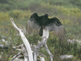 Turkey Vulture Sunning its Wings