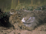 Willow Ptarmigan in its Summer Plumage Takes a Sand Bath to Rid Itself of Parasites