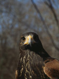 Portrait of a Harriss Hawk