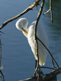 Great Egret Preening its Feathers by the Waterside