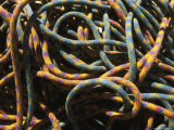 Buy Detail of Colorful Climbing Ropes at AllPosters.com