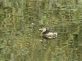 Pied Billed Grebe Swimming on the Surface of Calm Water