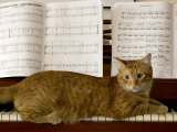Family Cat Rests on a Piano Keyboard Beneath Sheet Music