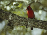 Male Cardinal Perches on a Tree Branch