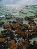 Buy Ancient Stromatolite Reefs Still Flourish in High Saline Shark Bay at AllPosters.com