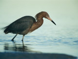 Reddish Egret Wades in a Saltwater Lagoon